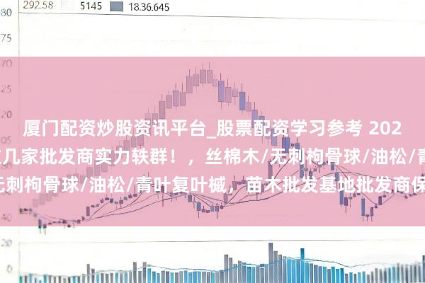 厦门配资炒股资讯平台_股票配资学习参考 2025苗木批发基地精选，这几家批发商实力轶群！，丝棉木/无刺枸骨球/油松/青叶复叶槭，苗木批发基地批发商保举分析